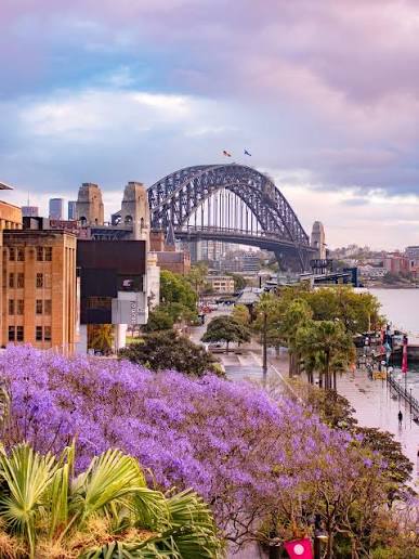 Sydney Harbour Bridge framed by blooming jacaranda trees